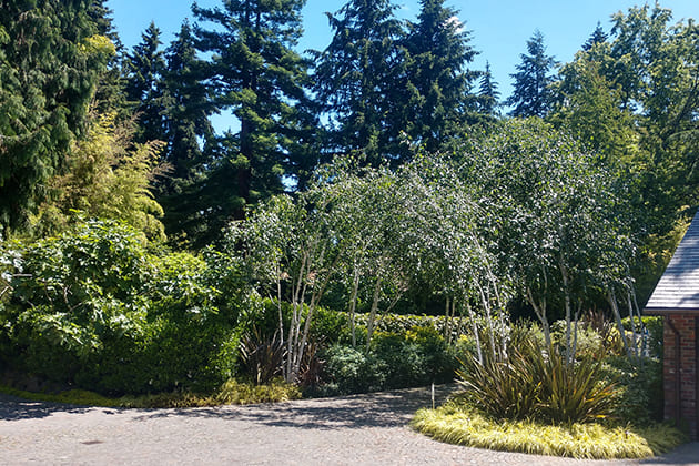 Arborist Solutions in Everett WA