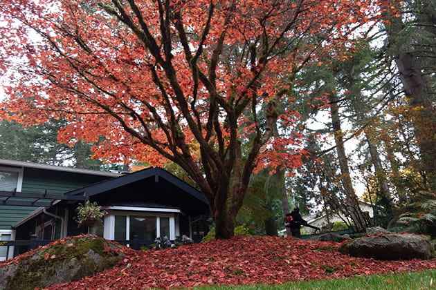 Arborist Services in Everett WA