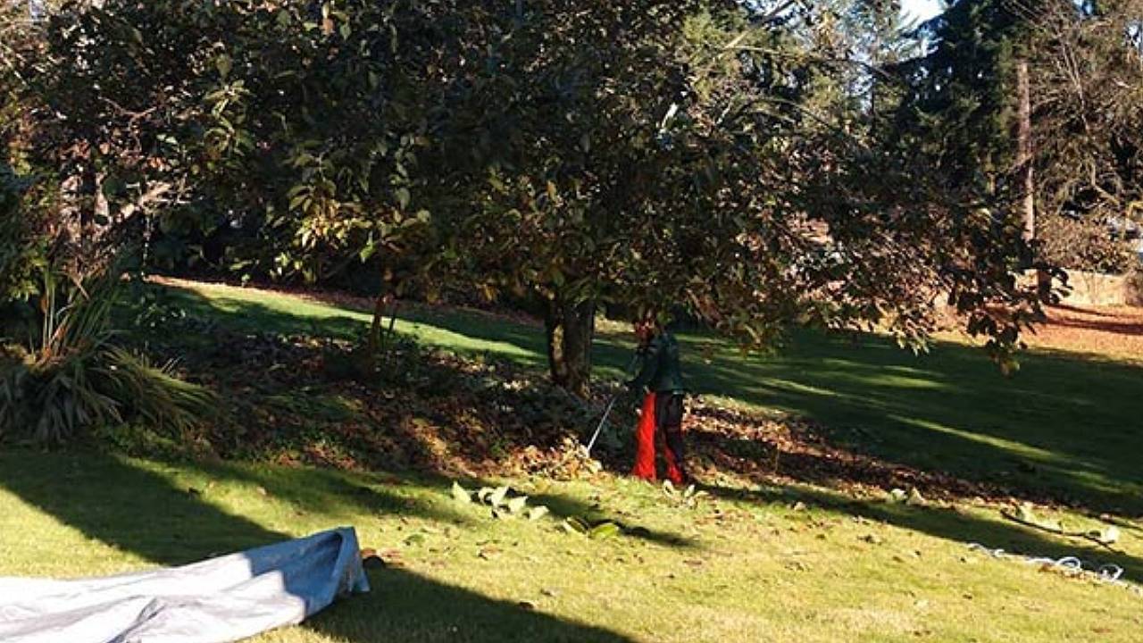 expert lawn debris management in Everett, WA