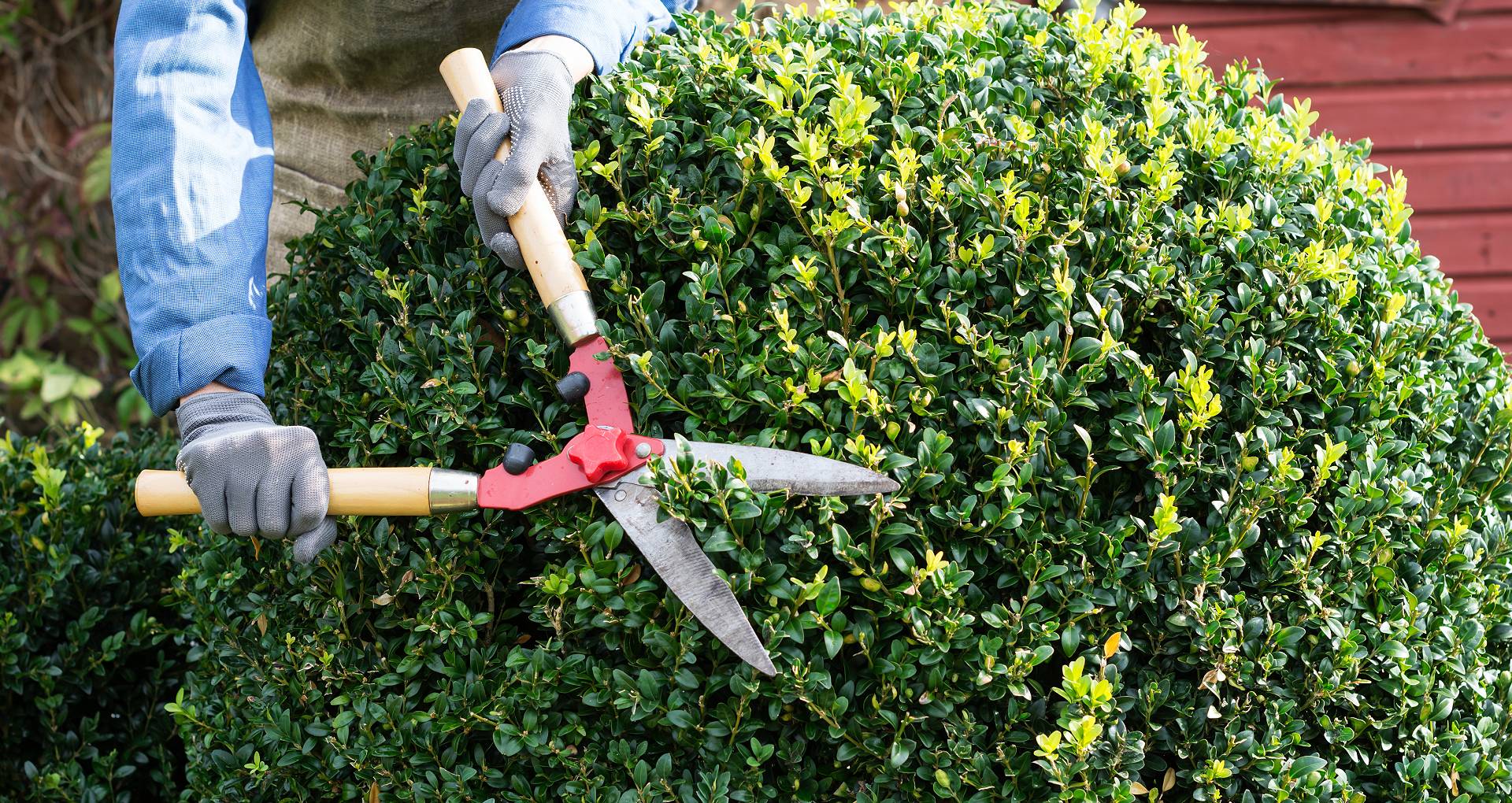 professional tree pruning in pacific northwest