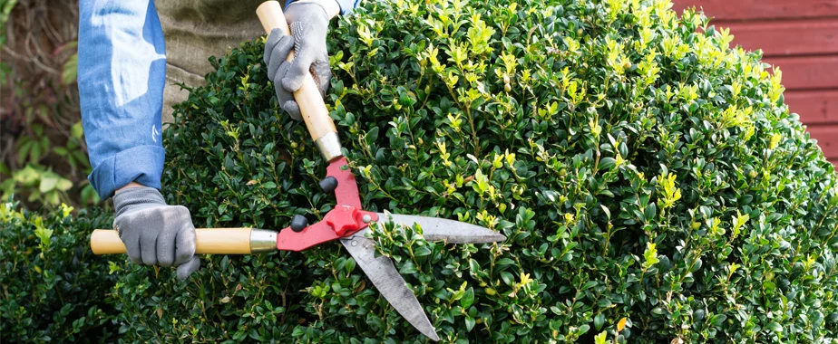 fall tree and shrub pruning experts in pacific northwest