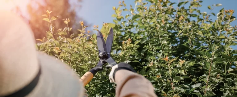 Fall Tree & Shrub Pruning: When & How in the Pacific Northwest fall tree and shrub pruning in pacific northwest