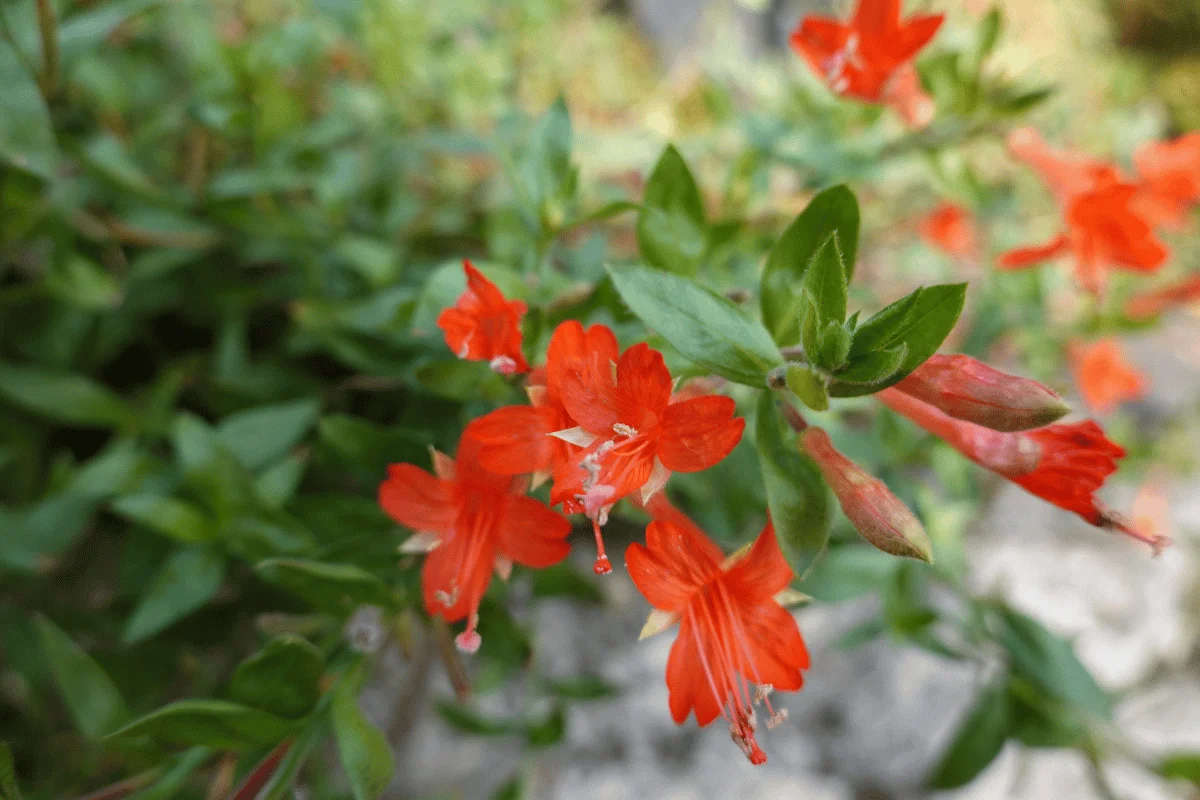 shrubs to plant in everett wa