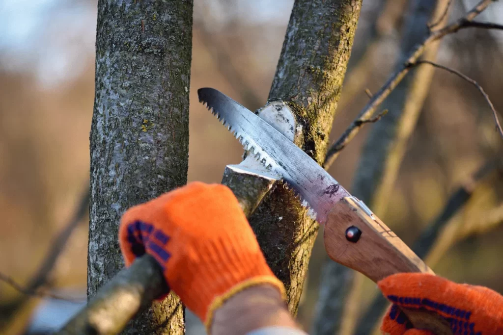 tree care decisions everett wa