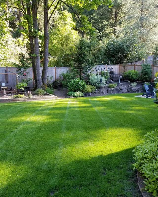 Beautiful backyard landscaping and lush lawn. Everett Washington.