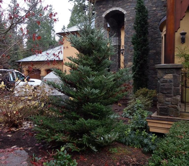 This is a Korean Fir ‘Horstmann’s Silberlocke’ has a nice blue/silver color to it’s foliage, and is very architectural in nature because it is a true fir.