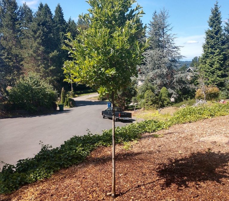 This tree is actually 15 feet tall when planted in this picture and well mulched in arborist. Located in Everett, WA