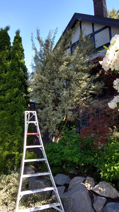 Ladder and well-kept trees